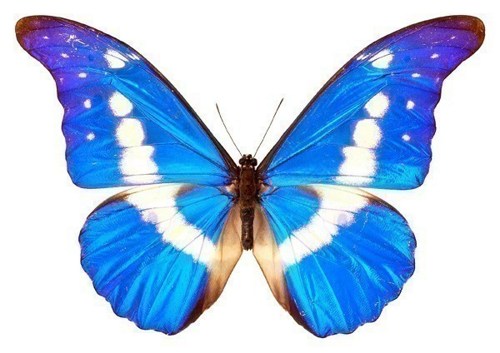 Image result for blue and white butterfly